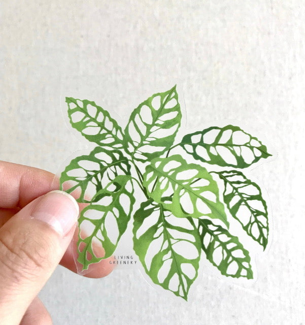 Monstera Obliqua Peru Sticker