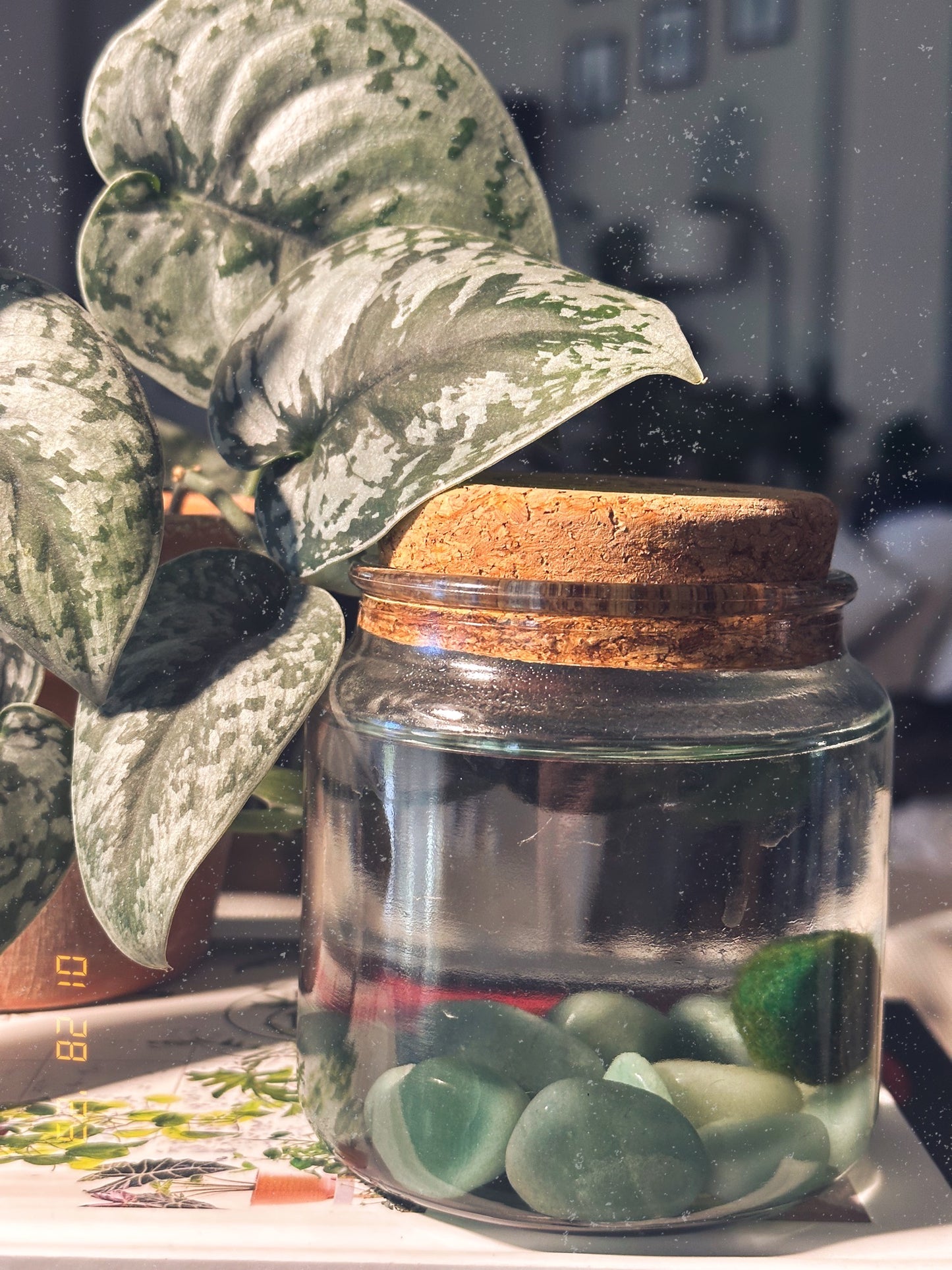 Aventurine Moss Ball + MB Enclosure